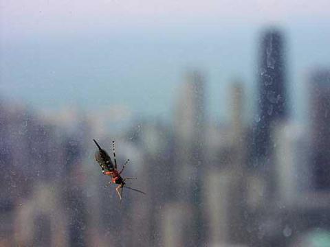 A very high-flying bug outside the window.